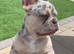 merle French Bulldog Stud Available