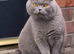blue british shorthair male