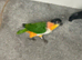 Beautiful caique breeding pair