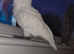 beautiful umbrella cockatoo 3 years old with cage worth &pound;500