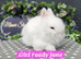 PUREBRED LIONHEADS AVAILABLE NOW