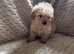 Poodle puppies