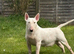 Quality bull terrier puppy&rsquo;s