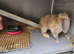 4-Month-Old Bunnies Looking for Their Forever Home