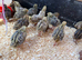 Fancy Jumbo Coloured Coturnix Hatching eggs