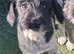 Stunning Jackapoo cross puppies
