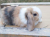 Minilop bunnies- Updated(28/08/26)