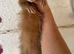 Full angora cinimon Jill