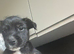 Terrier X Staffy puppies