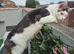 Stunning TICA Registered Maine Coon, 9 Months Old
