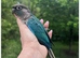 Super Friendly Hand tamed Baby Terqouise Conure Parrot