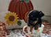 Tea cup toy yorki puppies
