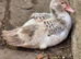 Beautiful muscovy ducks unsexed