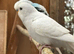 Rainbow and pure white budgies