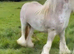 Yearling Cob filly