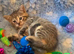 BSH Silver X bundles of love