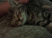 Beautiful tabby’s