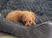 Toy poodle boys ready for forever homes