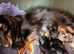 Miniature longhaired Dachshund puppies
