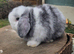 Mini lop stunning magpie ready now