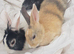 Female lionhead and 2 babies
