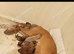 Female lurcher puppy
