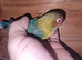 Fisher male love bird