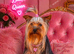 Miniature yorkshire terrier