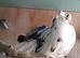 Indian and English garden fantails