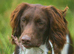For stud, Liver and White KC reg ESS