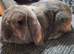 Adult rabbit for rehome