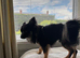 Long haired chihuahua for stud