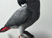 Stunning super tame baby hand reared african greys