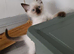 GCCF Registered chocolate and seal colourpoint kittens