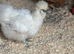 7 Hens free of charge to a good home