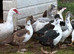 Muscovy female ducks