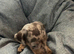 Miniature Dachshunds