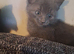 Female grey kitten.