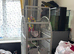 Conure Parrot