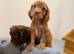 Working Spaniels