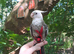 Cockatiel super tame