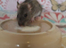 Beautiful mixed seed baby rats