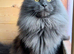XL beautiful maine coon kittens