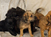 Lovely jack Russell puppies