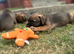 Stunning border terrier Puppies