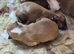 KC Reg Whippet Puppies