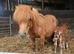 Chestnut Mushroom Mini Shetland Colt