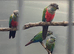 Crimson Bellied Conures