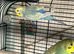 Budgies
