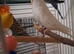 Beautiful Albino Female Budgie &ndash; 14 Months Old (Breeding Ready)